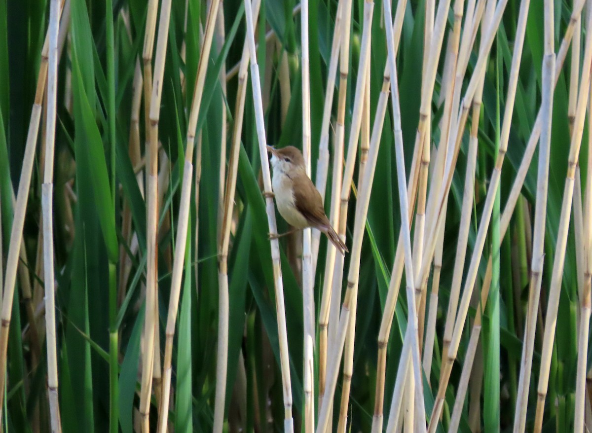 Common Reed Warbler - Francisco Javier Calvo lesmes