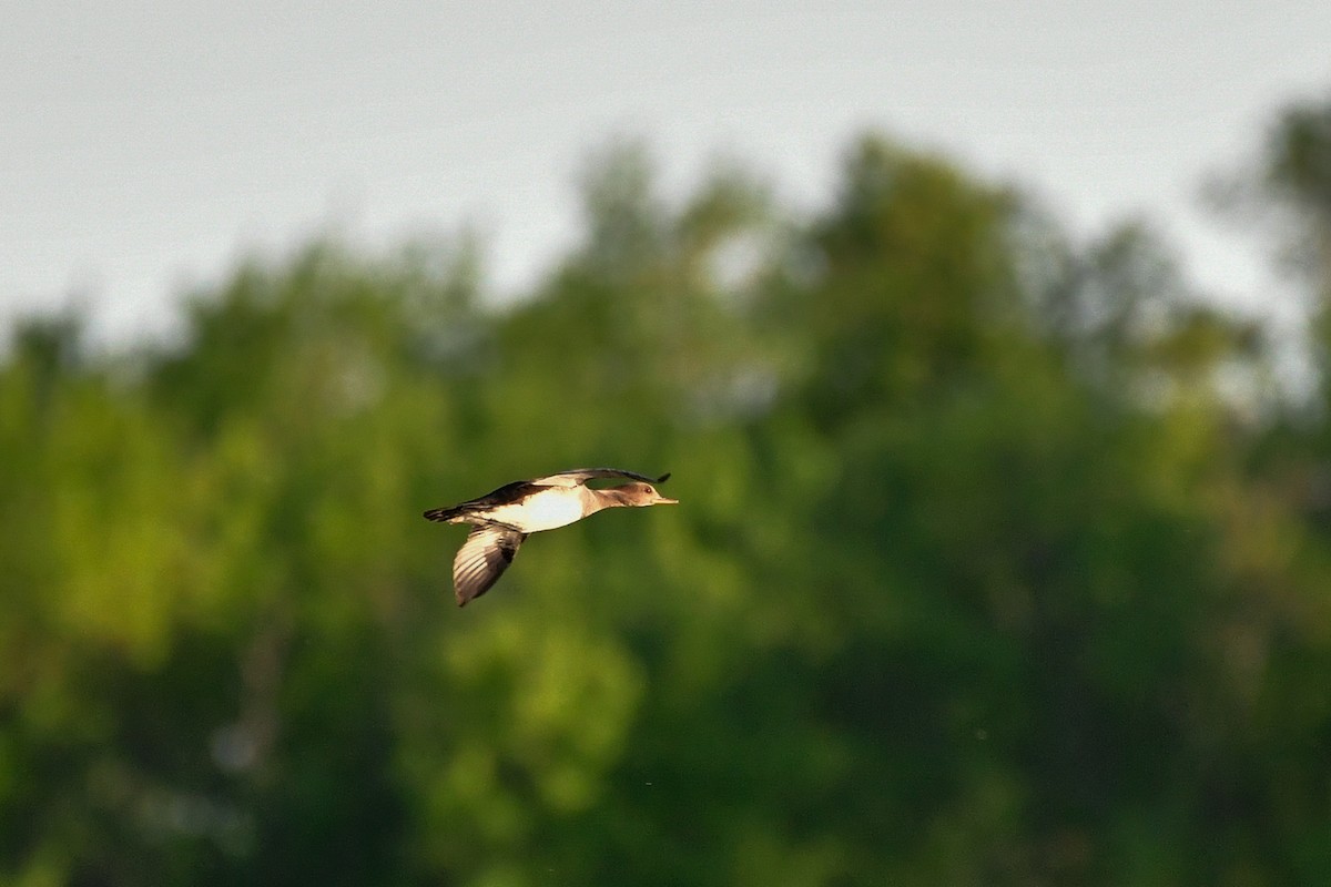 Hooded Merganser - ML619567976