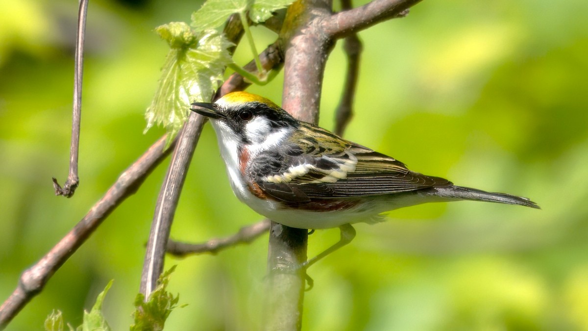 Chestnut-sided Warbler - ML619567986