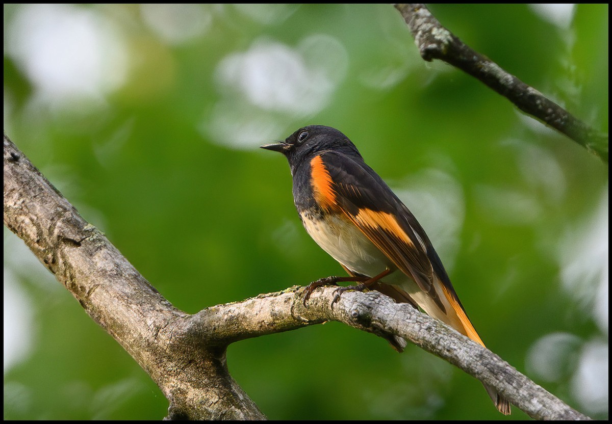 American Redstart - Jim Emery