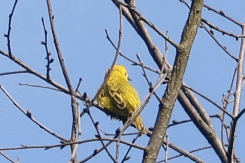 Yellow Warbler - Daniel Morton