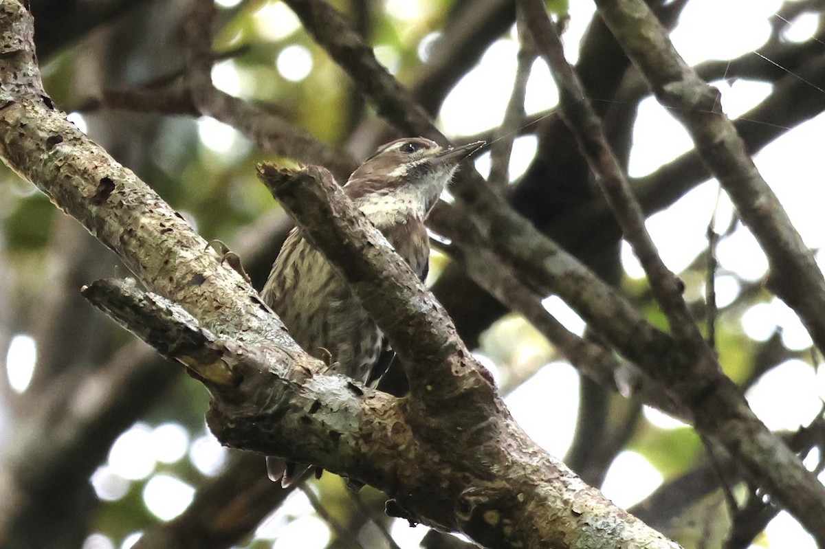 Japanese Pygmy Woodpecker - ML619567998