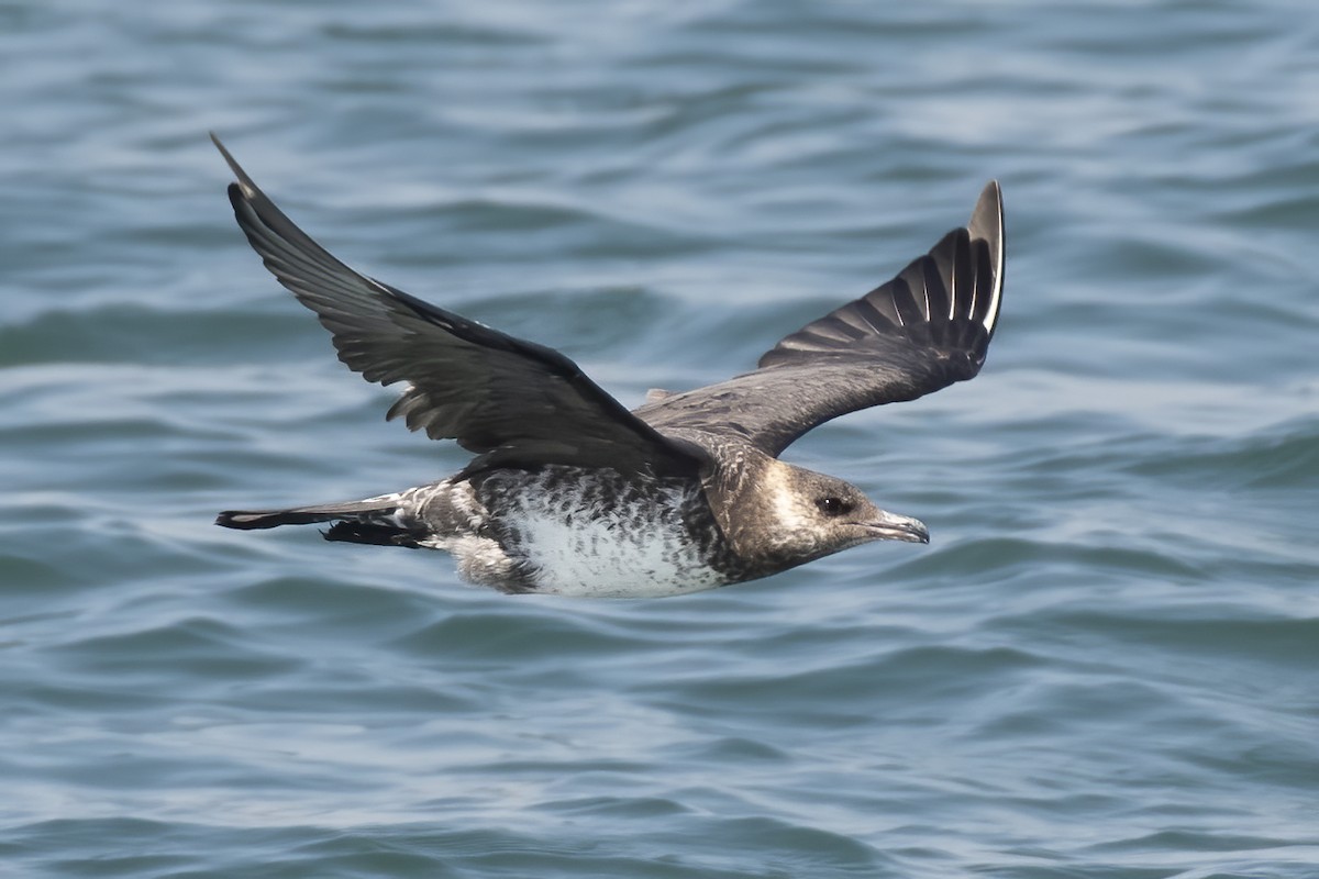 Parasitic Jaeger - Göktuğ  Güzelbey