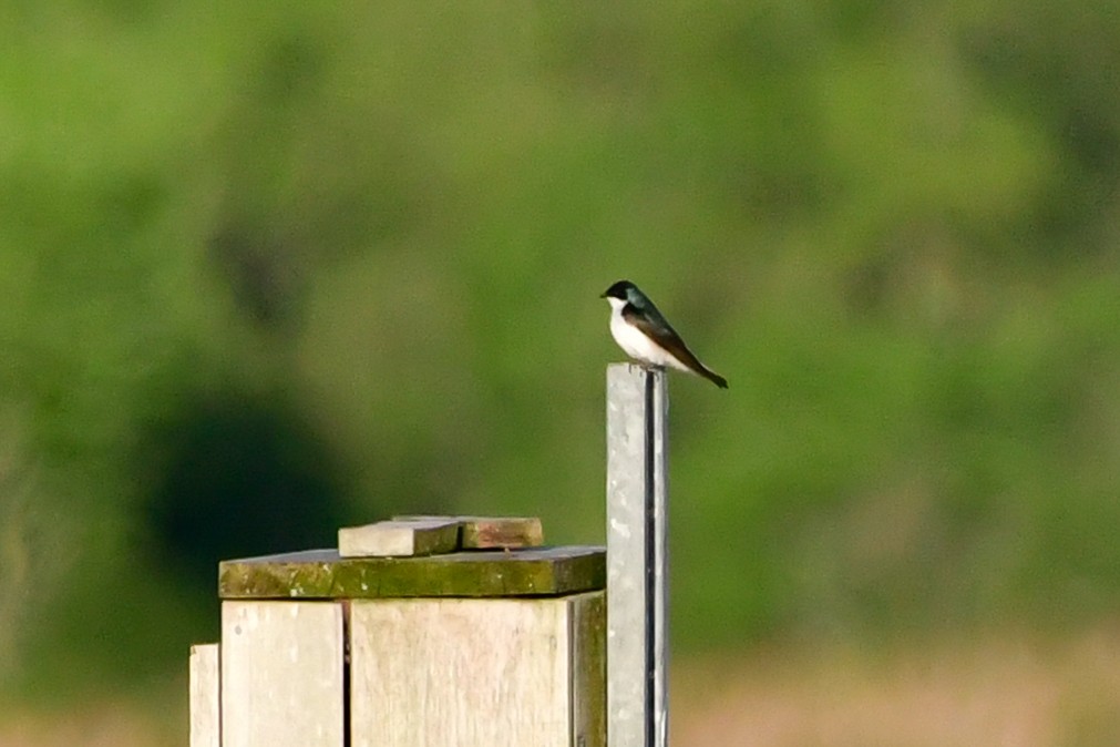 Tree Swallow - Cristine Van Dyke