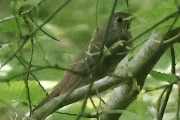 Gray-cheeked/Bicknell's Thrush - ML619568003