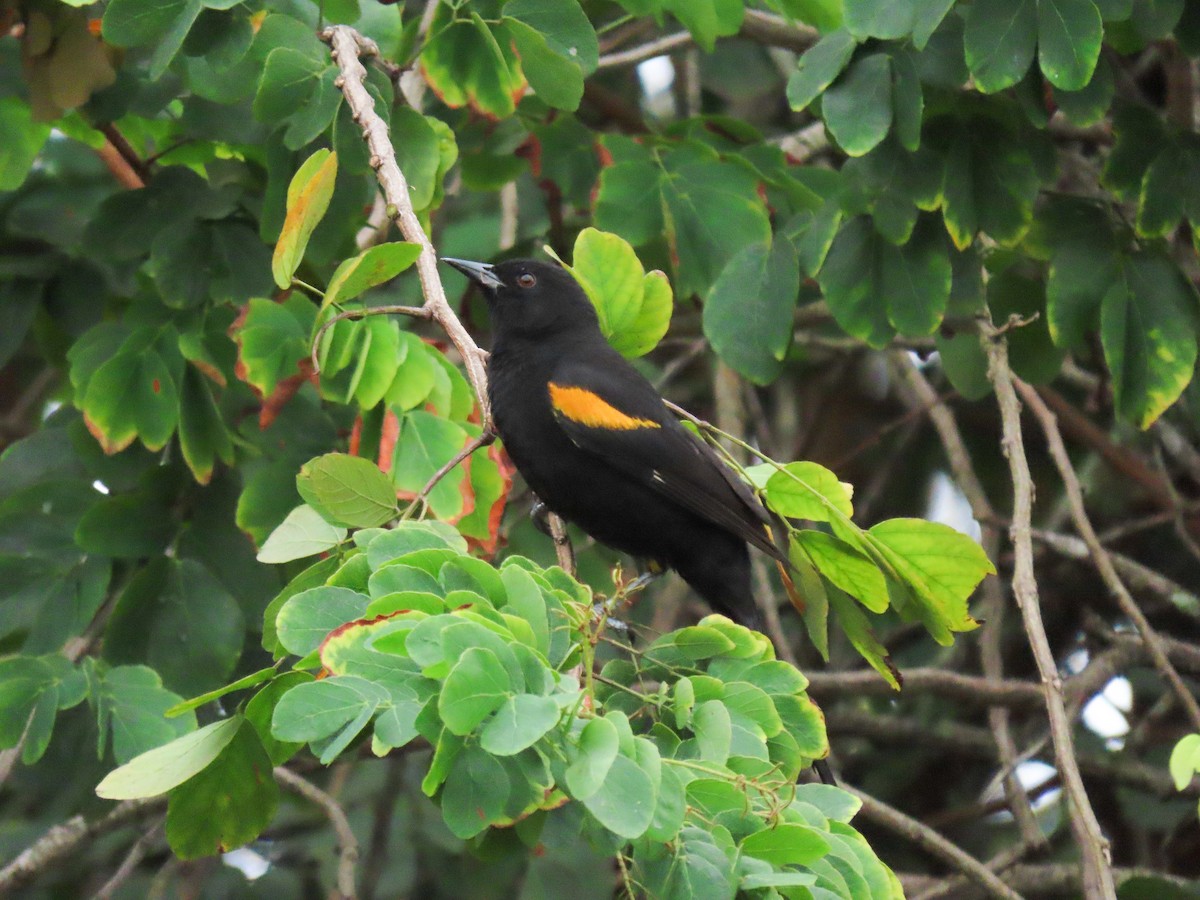 Variable Oriole - Marcos Moura