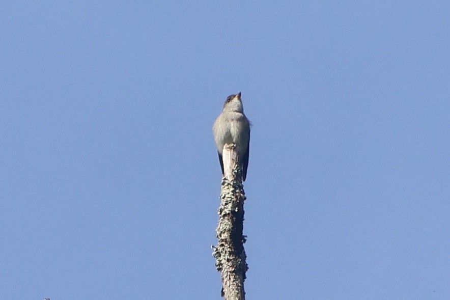 Eastern Wood-Pewee - ML619568008