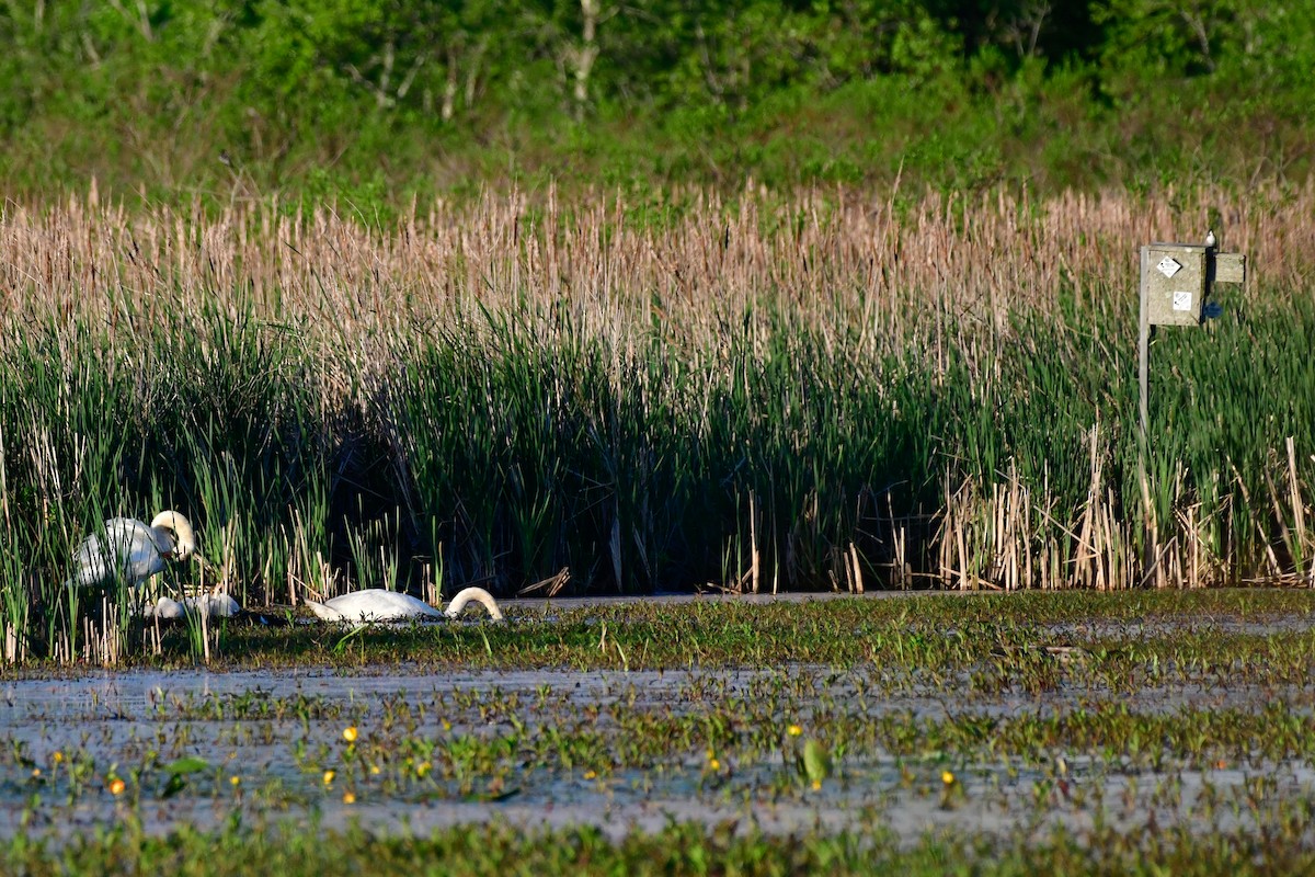 Mute Swan - Cristine Van Dyke