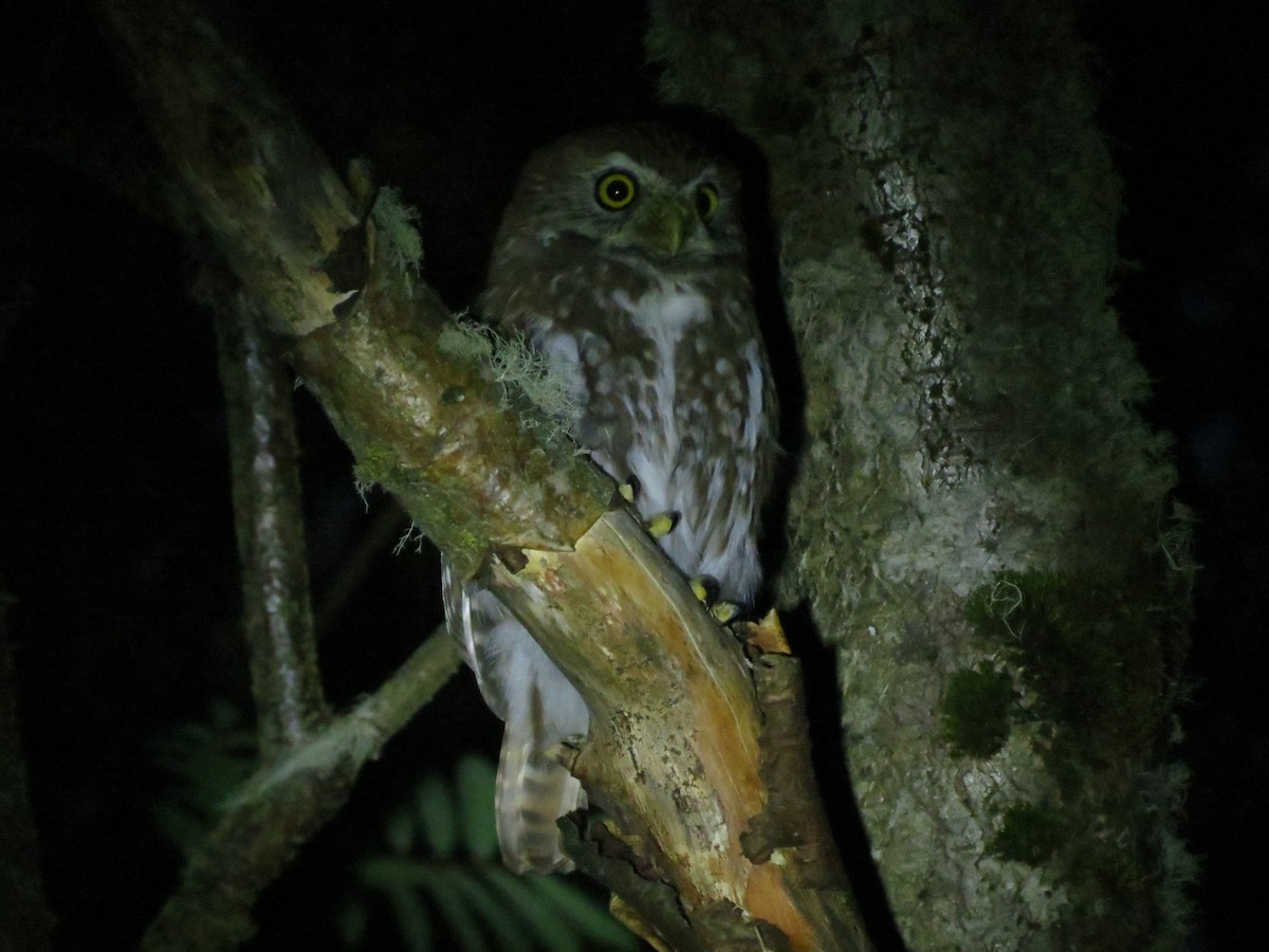 Austral Pygmy-Owl - Ralph Roberts