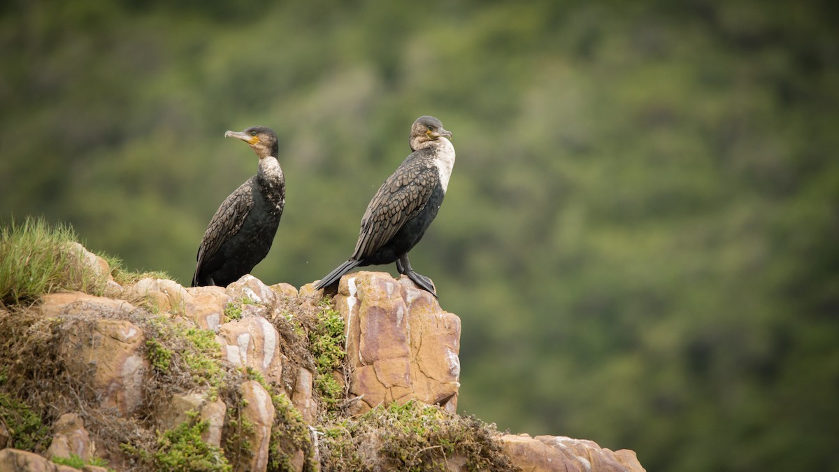 Great Cormorant (White-breasted) - Christiaen MOUS