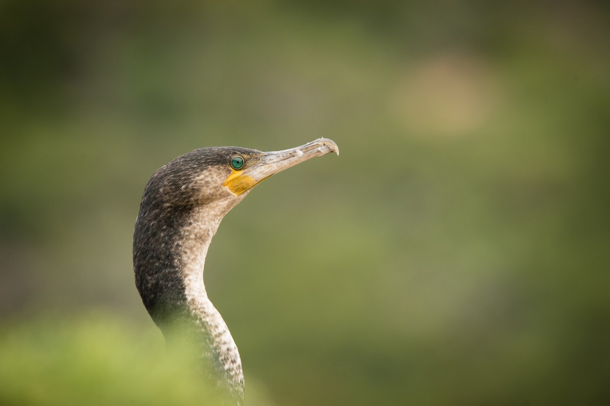 Great Cormorant (White-breasted) - Christiaen MOUS