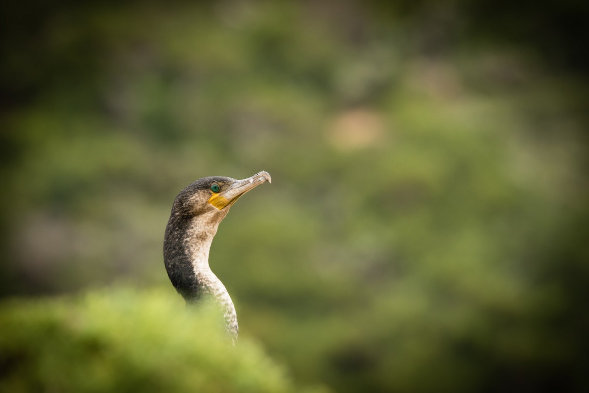 Great Cormorant (White-breasted) - Christiaen MOUS