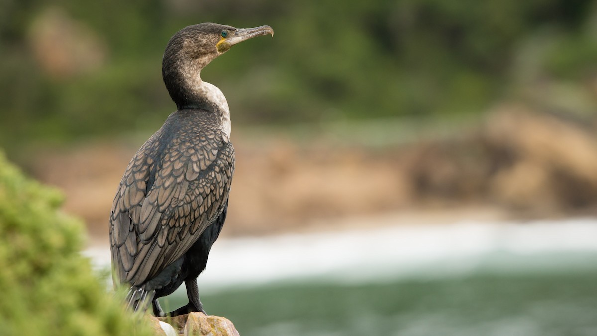 Great Cormorant (White-breasted) - Christiaen MOUS
