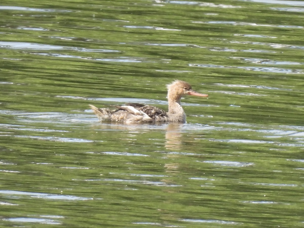 Red-breasted Merganser - John Patten Moss