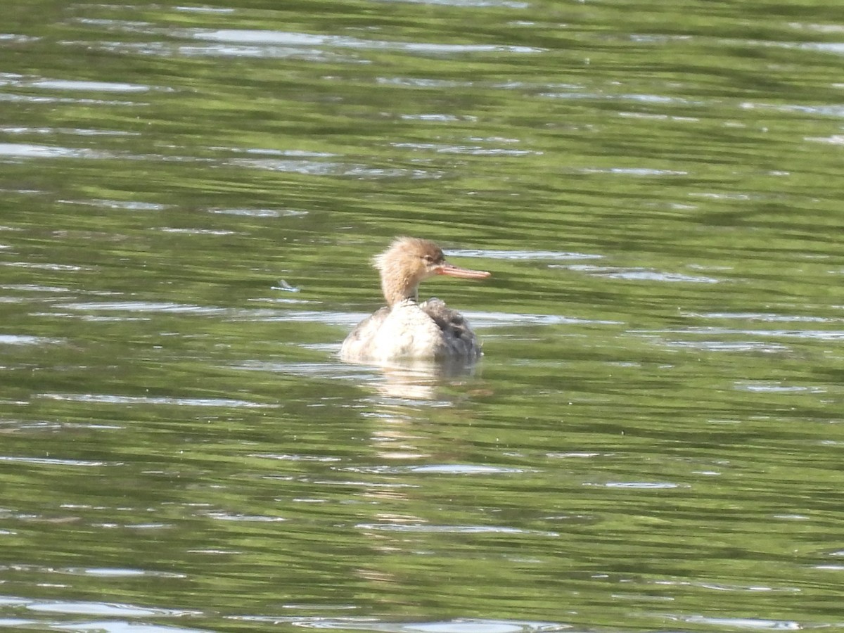 Red-breasted Merganser - John Patten Moss