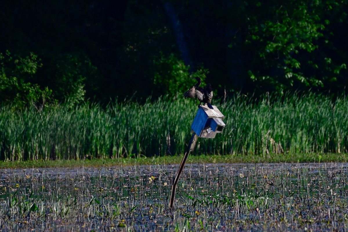 Double-crested Cormorant - Cristine Van Dyke