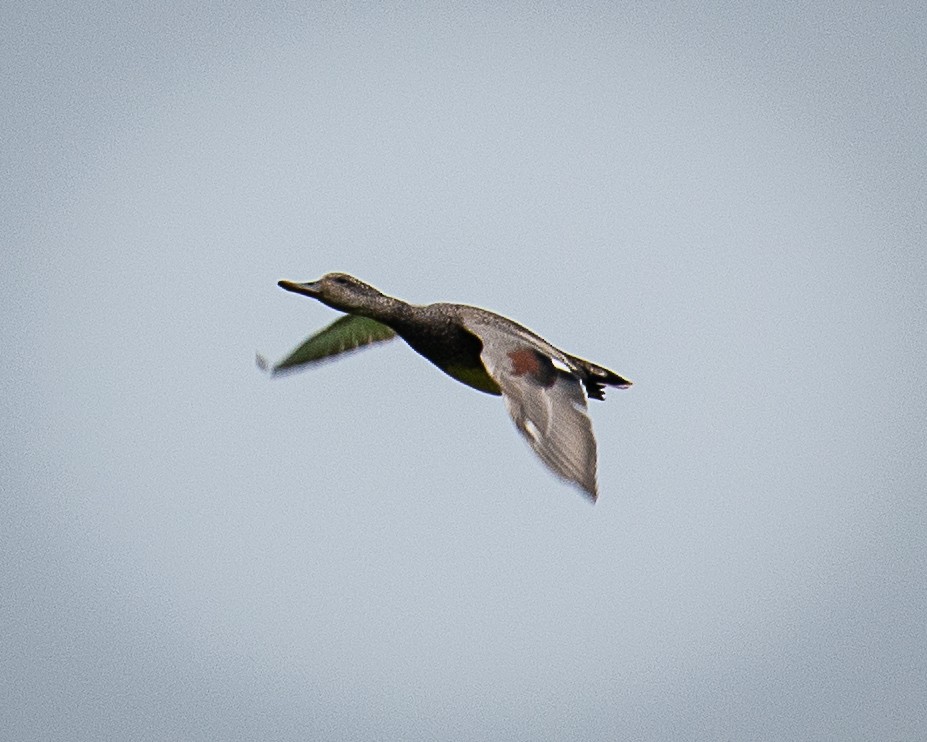 Gadwall - Martin Tremblay