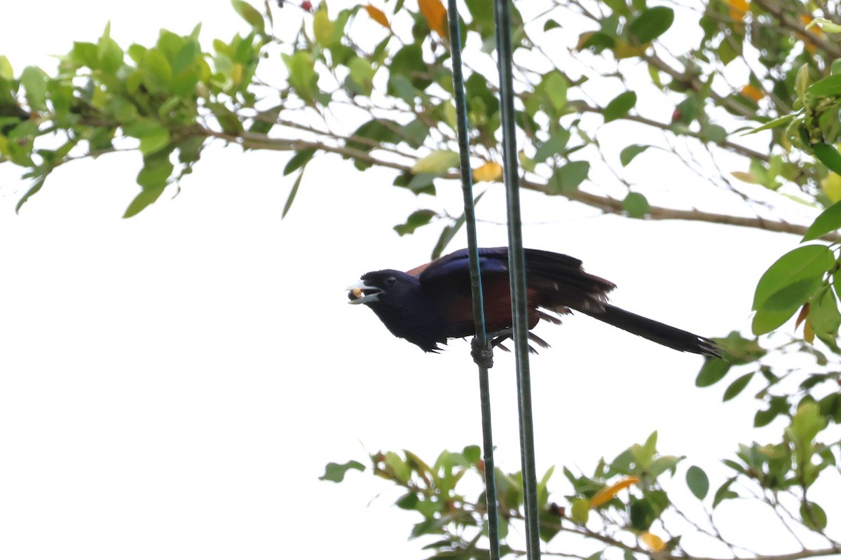 Lidth's Jay - 瑞珍 楊