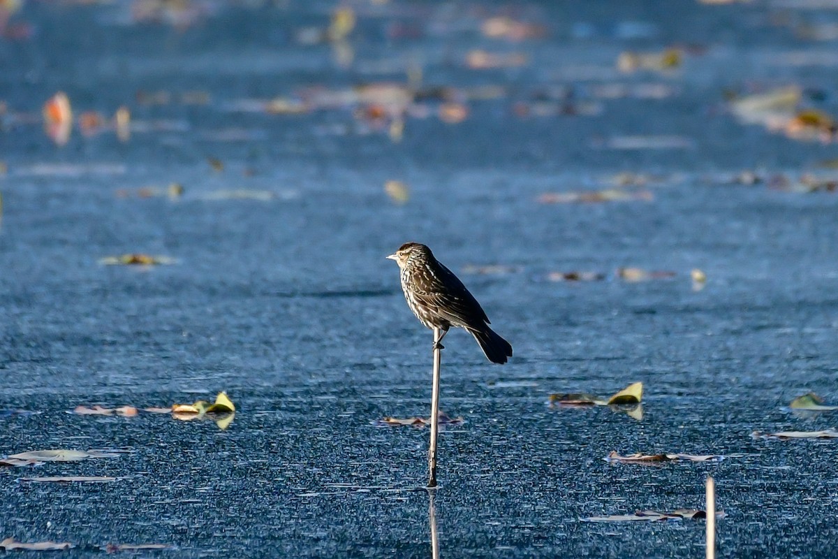 Red-winged Blackbird - Cristine Van Dyke