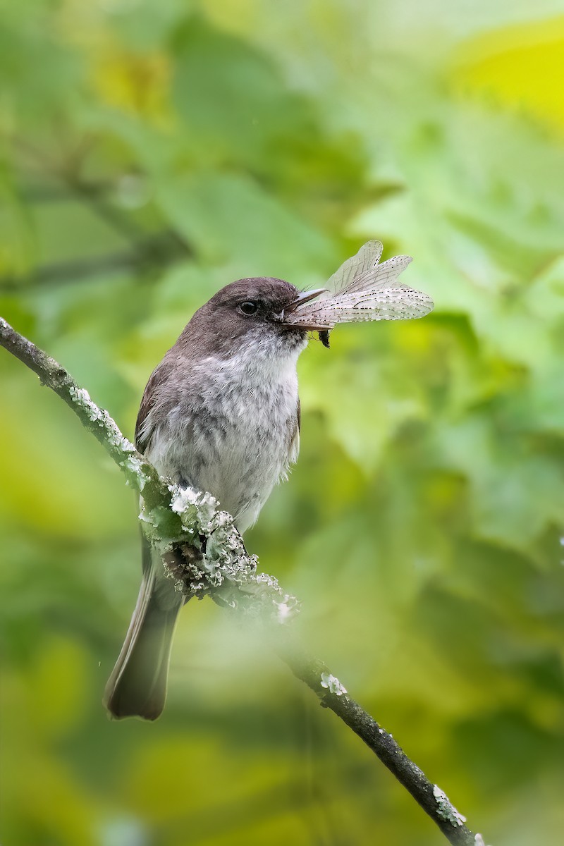 Eastern Phoebe - ML619568035