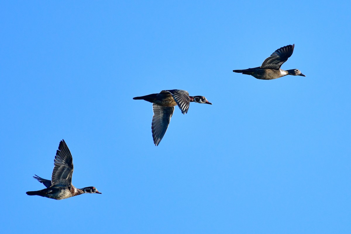 Wood Duck - Cristine Van Dyke