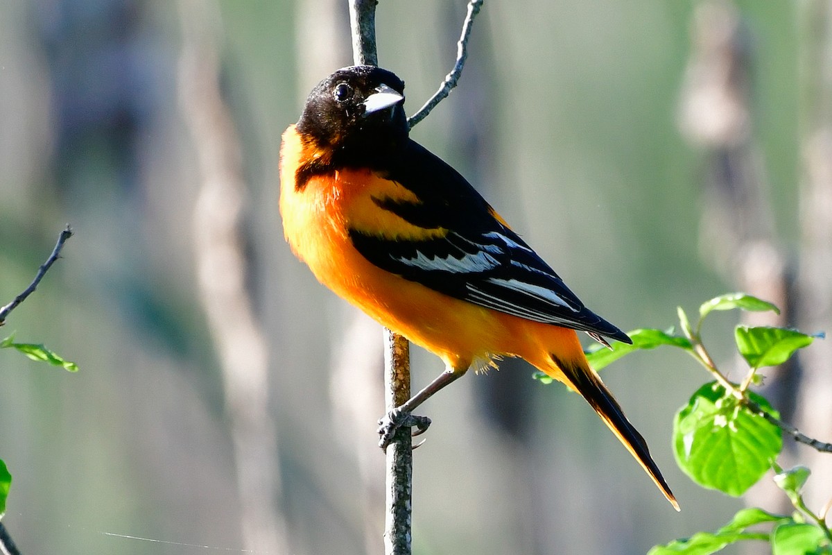 Baltimore Oriole - Cristine Van Dyke