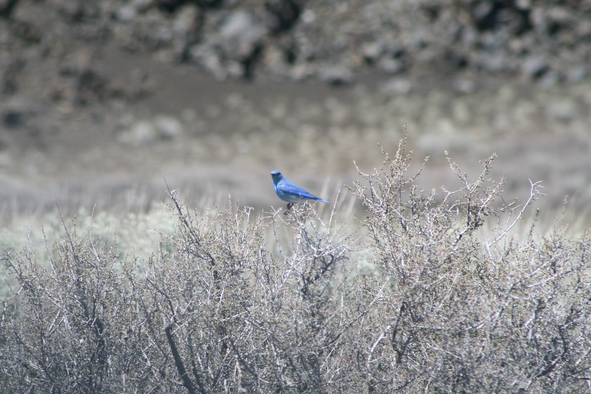 Mountain Bluebird - Aidan Cullen