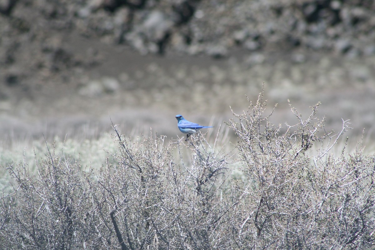 Mountain Bluebird - Aidan Cullen