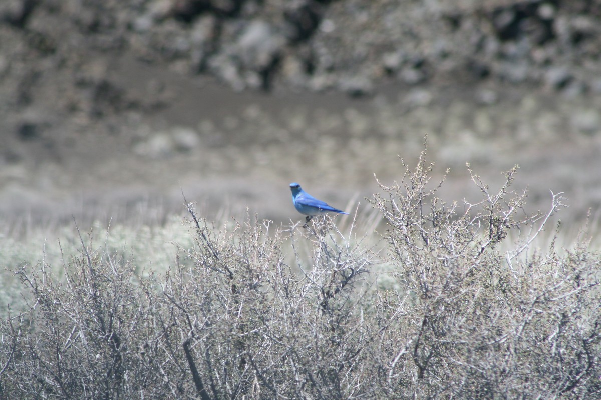 Mountain Bluebird - Aidan Cullen