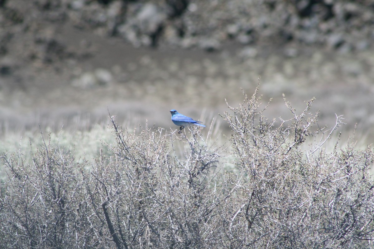 Mountain Bluebird - Aidan Cullen