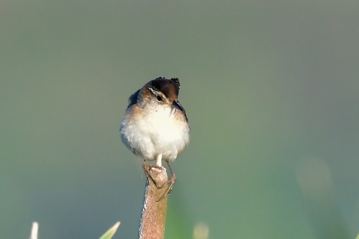 Marsh Wren - Cristine Van Dyke