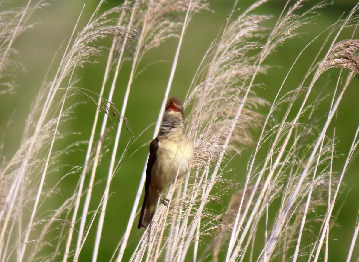 Great Reed Warbler - Francisco Javier Calvo lesmes