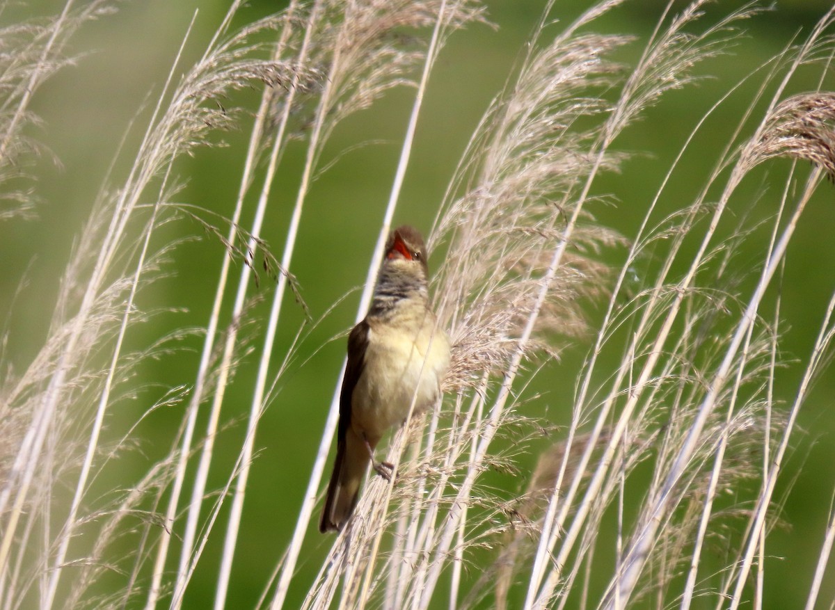 Great Reed Warbler - ML619568053