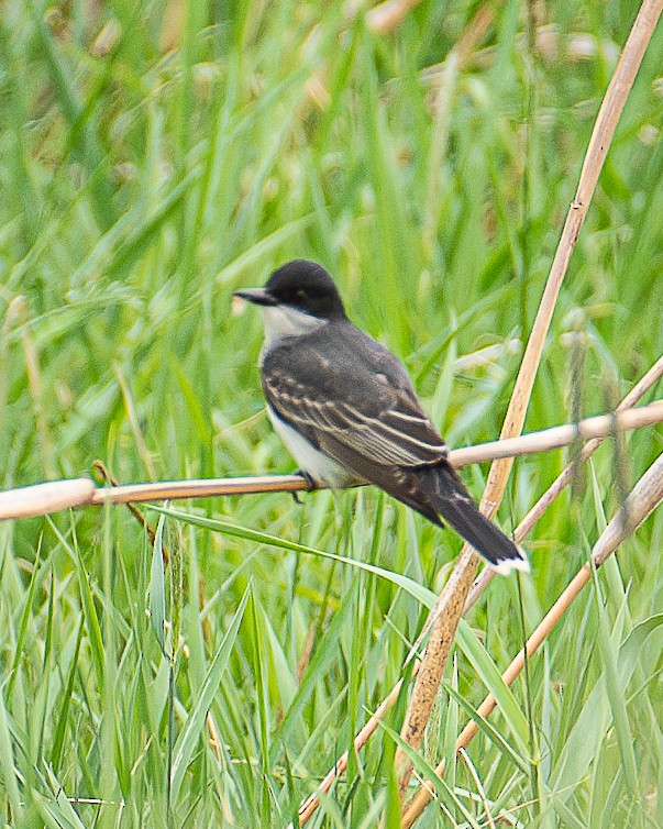 Eastern Kingbird - Martin Tremblay