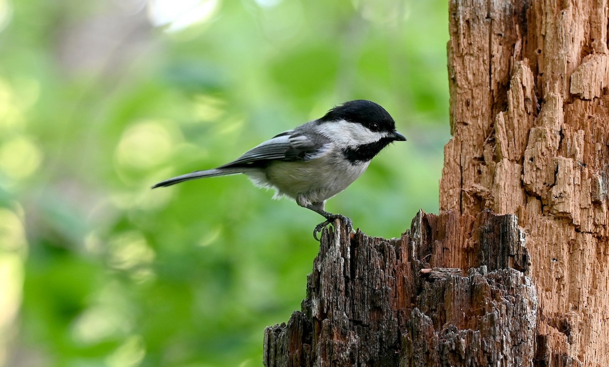 Black-capped Chickadee - Tim Saylor