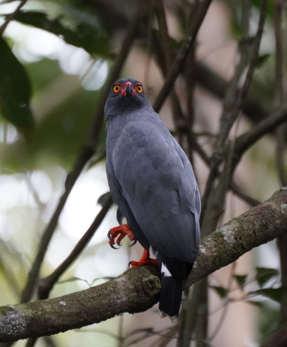 Slate-colored Hawk - Clare Sammells