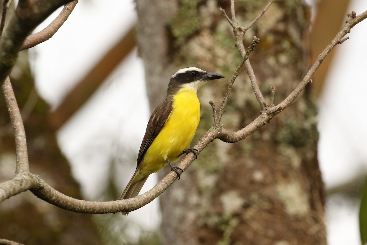 Boat-billed Flycatcher - John and Milena Beer