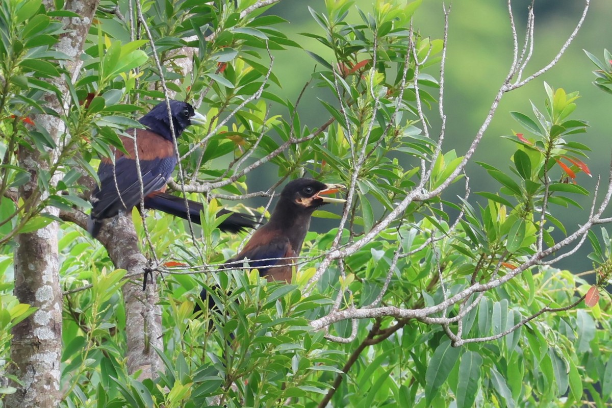 Lidth's Jay - 瑞珍 楊