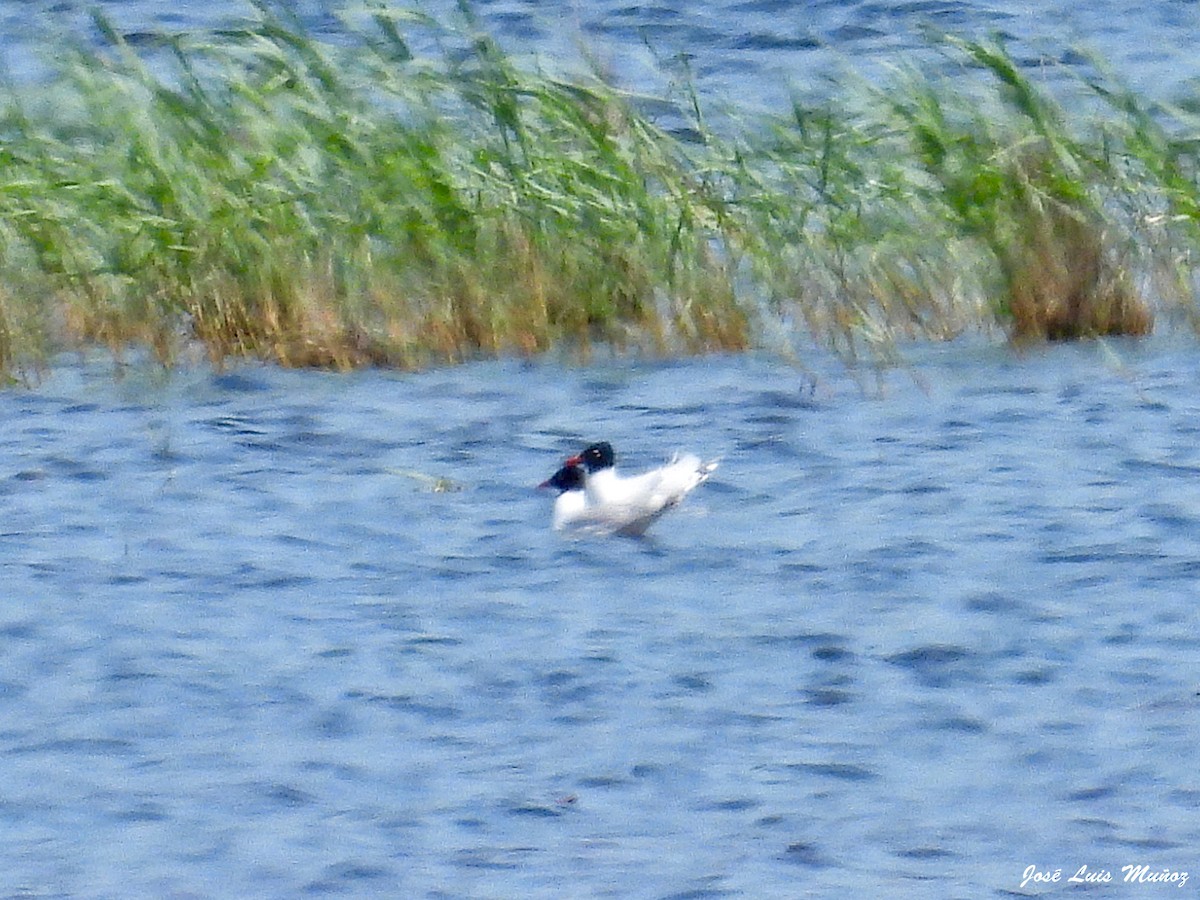 Mediterranean Gull - Teresa Subiza