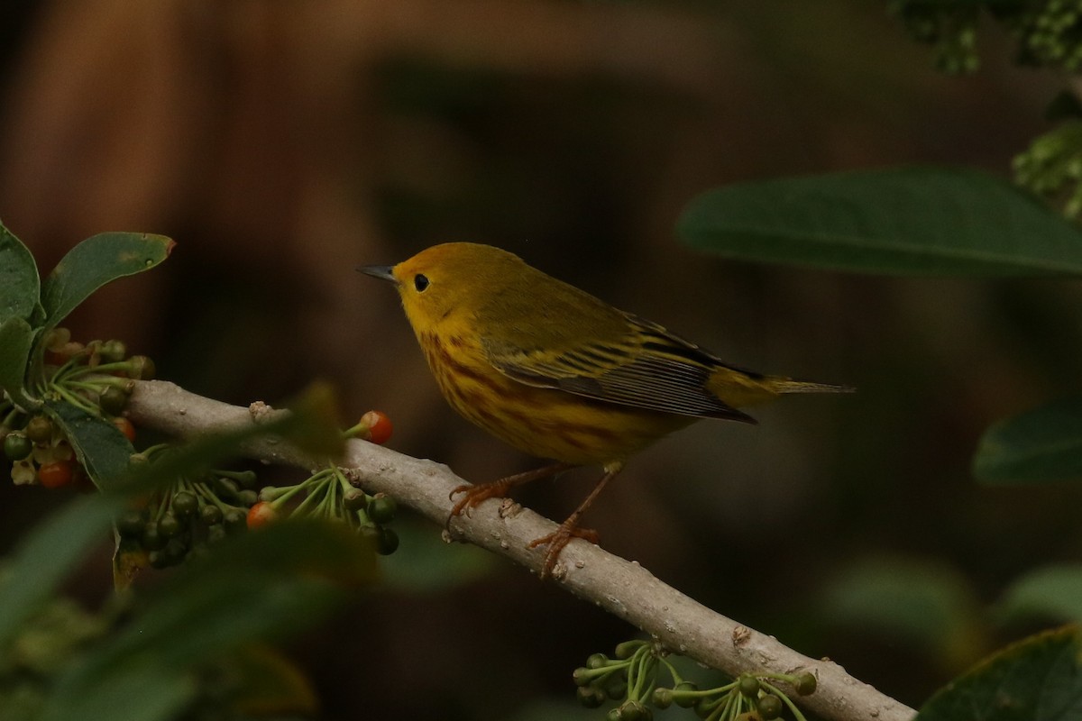 Yellow Warbler - John and Milena Beer