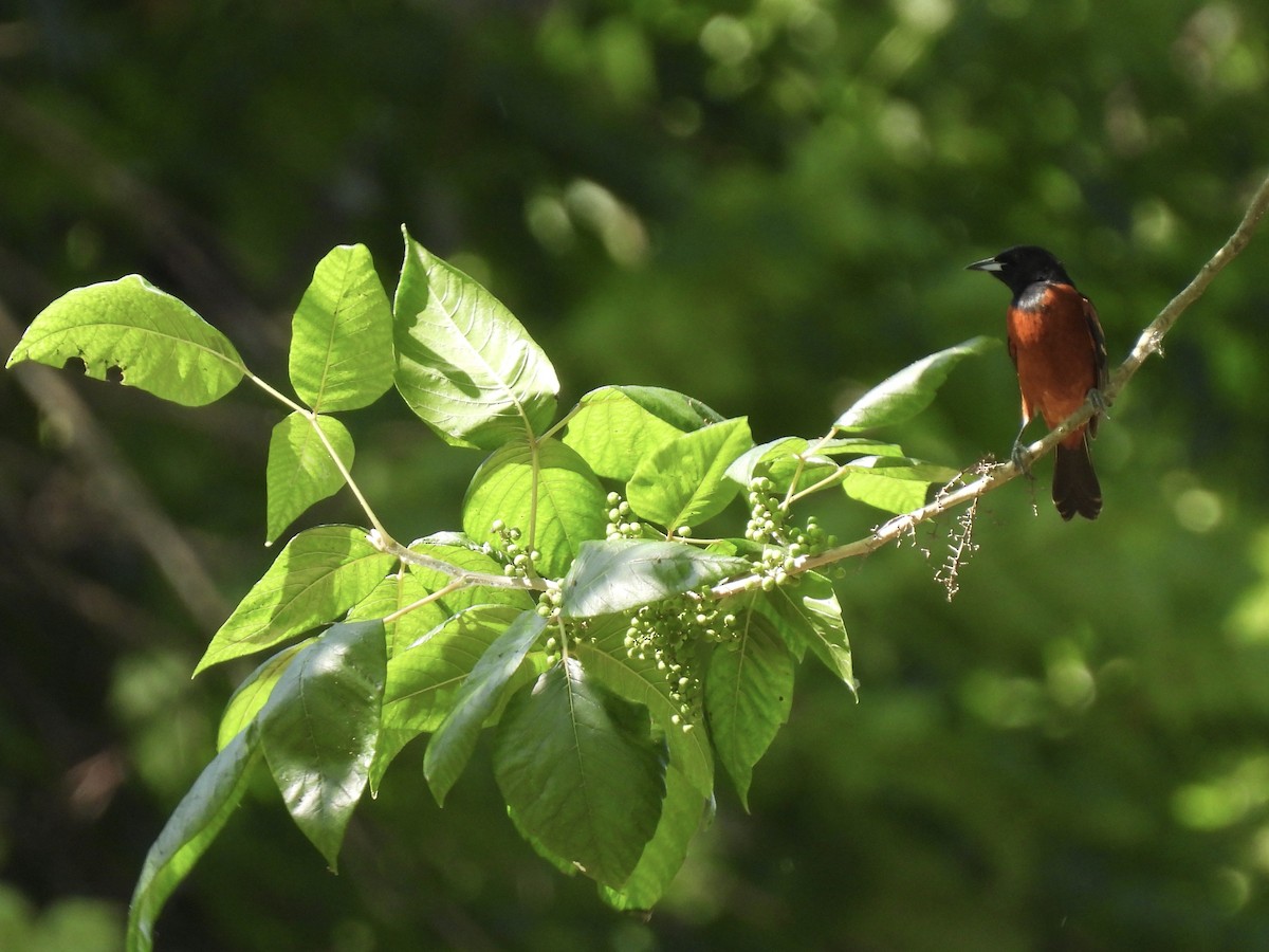 Orchard Oriole - John Patten Moss