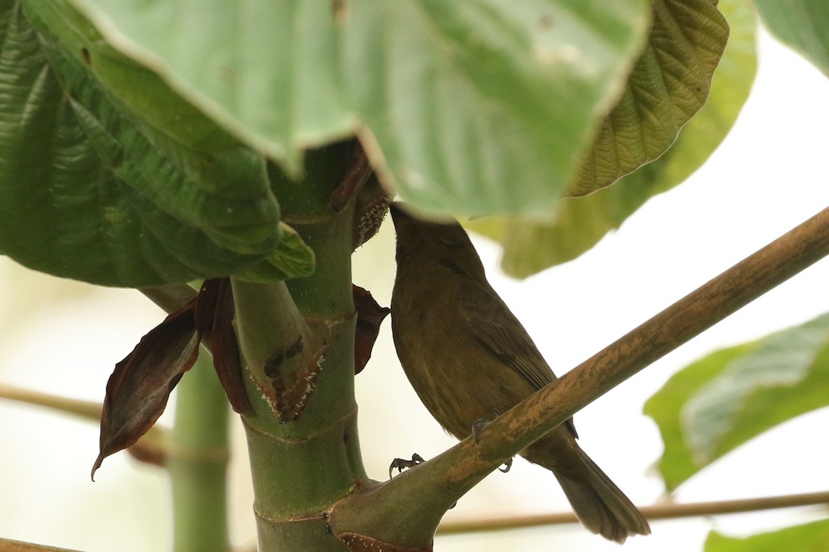 Variable Seedeater - John and Milena Beer