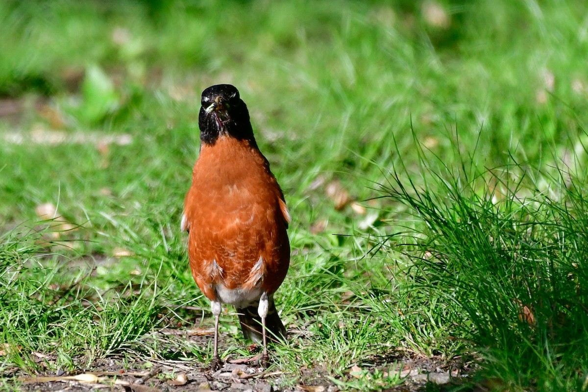 American Robin - Cristine Van Dyke