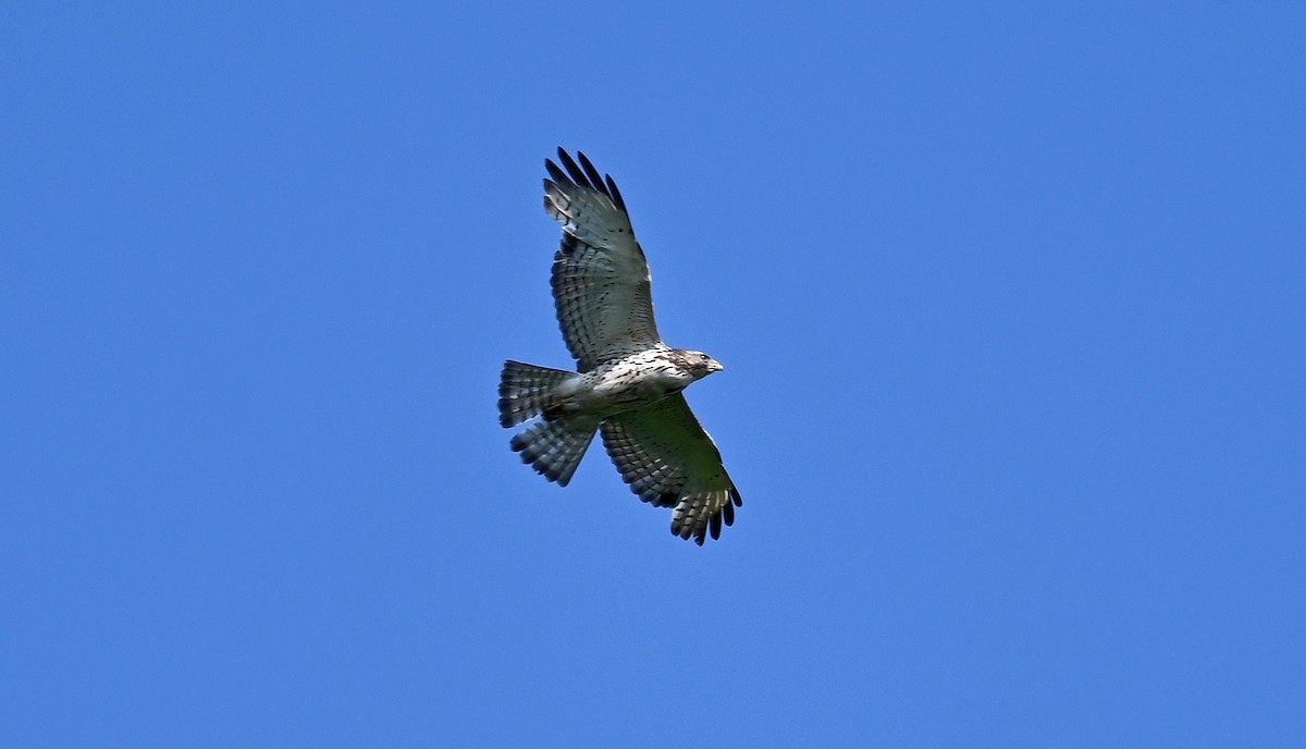 Broad-winged Hawk - Tim Saylor