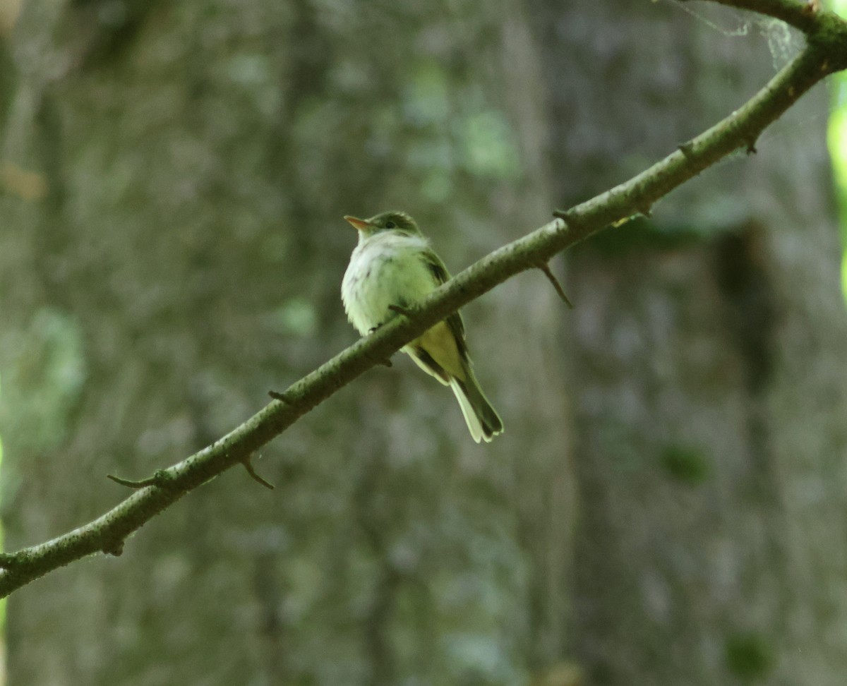 Acadian Flycatcher - James P. Smith