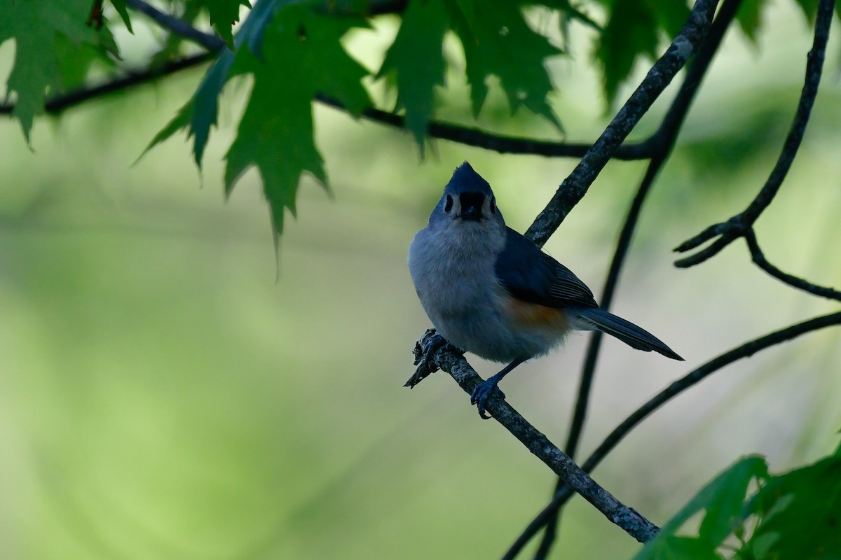 Tufted Titmouse - Cristine Van Dyke