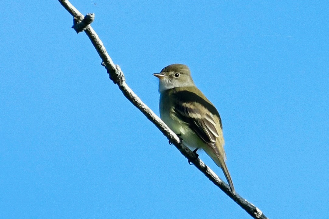 Willow Flycatcher - Cristine Van Dyke