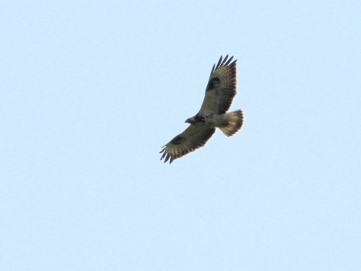 Rough-legged Hawk - Martin Rheinheimer