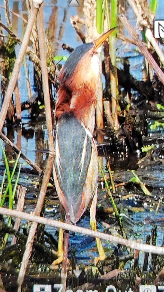 Least Bittern - Wendy Cesario