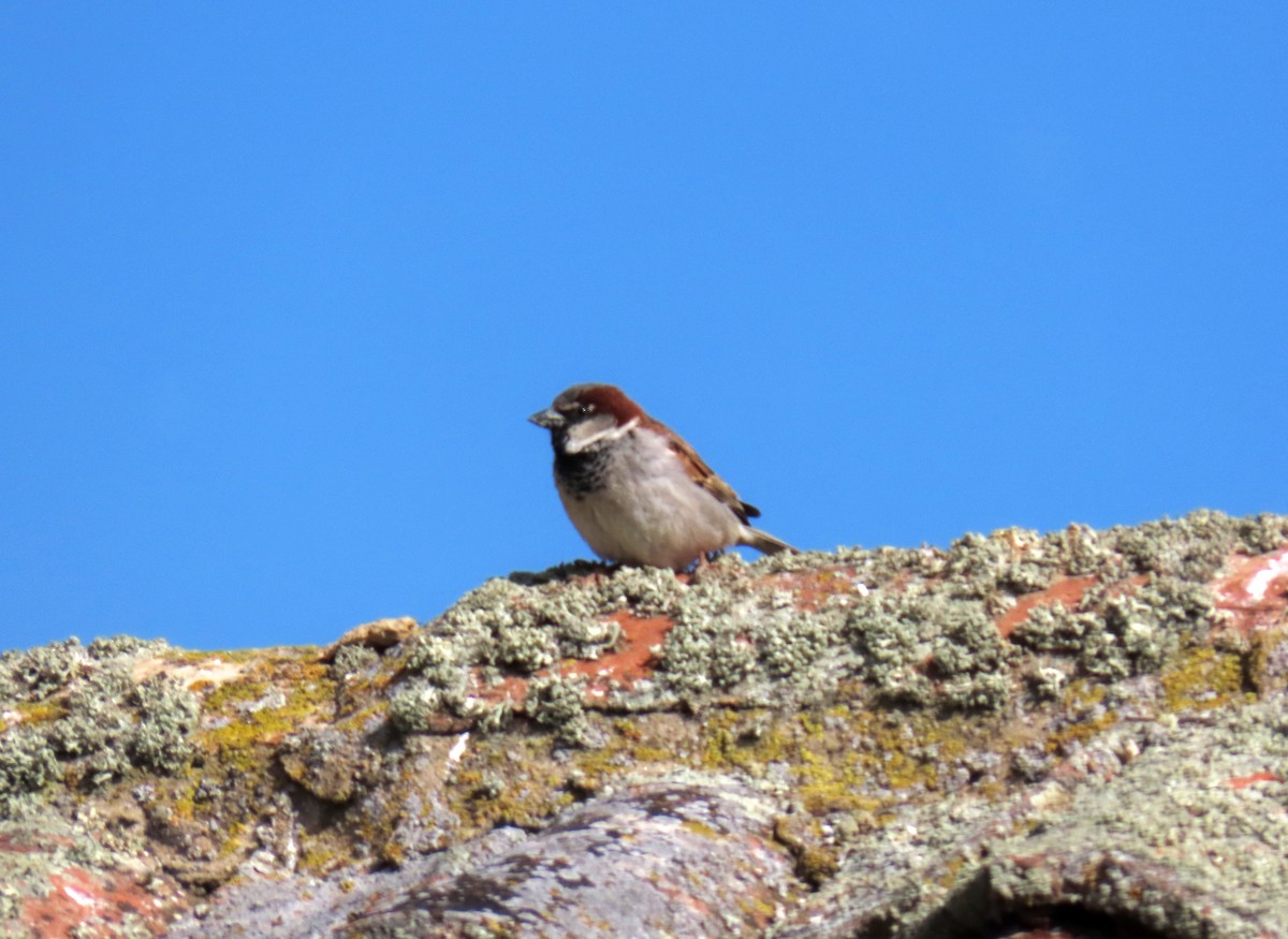 House Sparrow - Francisco Javier Calvo lesmes